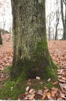 tree bark mossy 0010